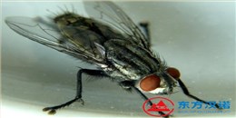 蒼蠅太多了用什么方法消滅才能去除干凈？